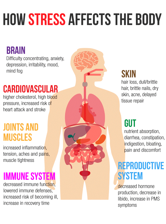 How Stress Affects the Body